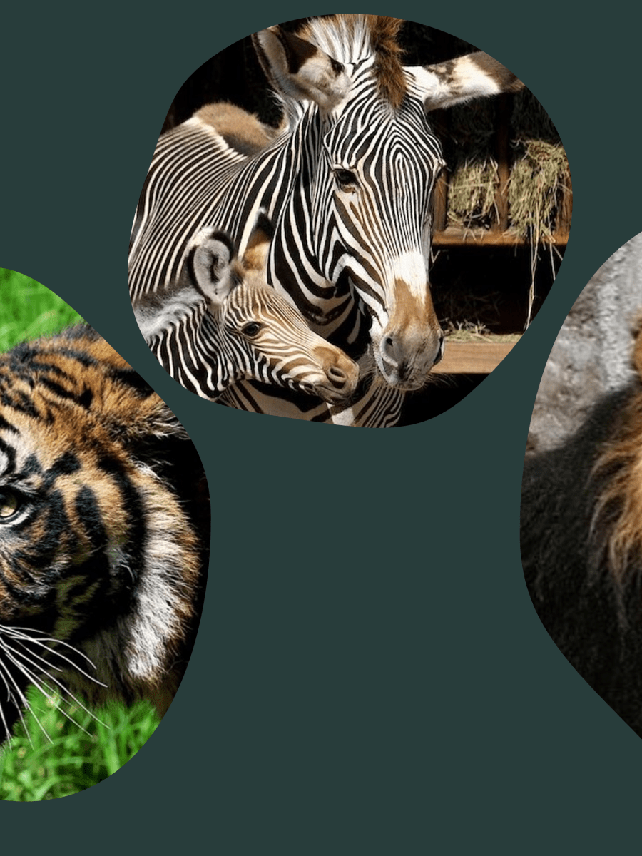 M’ammalia e m’allerta: percorso al Bioparco per la conservazione dei&nbsp;mammiferi