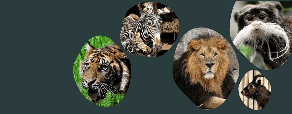 M’ammalia e m’allerta: percorso al Bioparco per la conservazione dei&nbsp;mammiferi