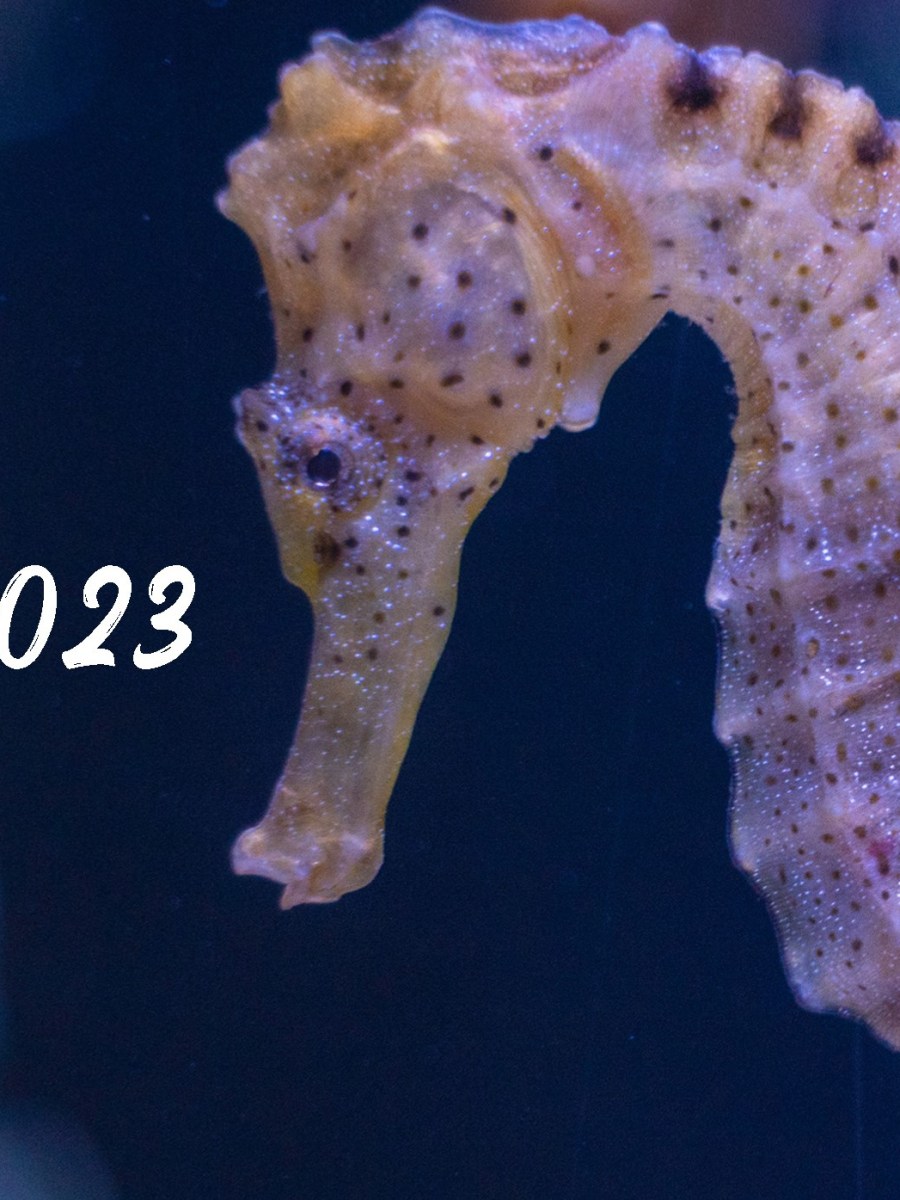 conserv-AZIONE: proteggiamo il mare grazie alla conoscenza e con l’aiuto di&nbsp;tutti!