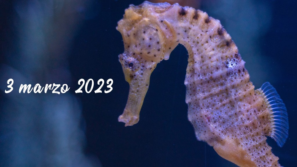 conserv-AZIONE: proteggiamo il mare grazie alla conoscenza e con l’aiuto di&nbsp;tutti!